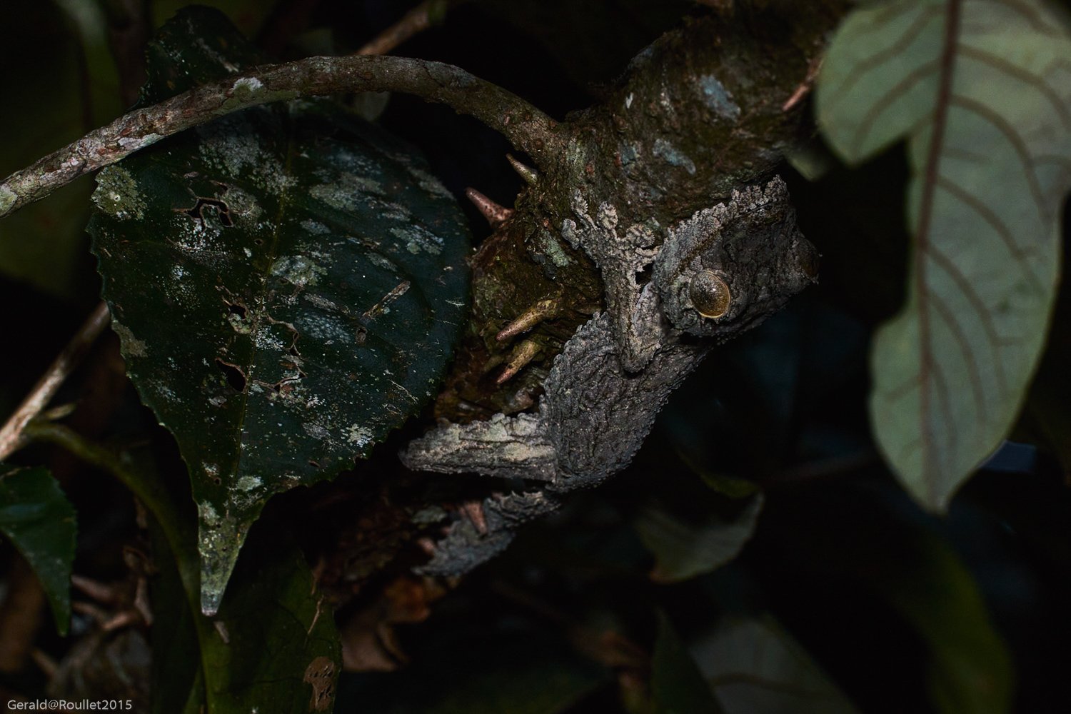 Reptiles Madagascar